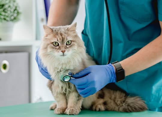 Katze wird von einem Tierarzt abgehört