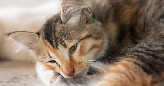 Tricolor Katze liegt und guckt traurig