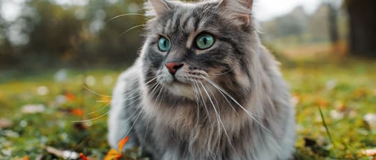 Tricolor Main-Coon Katze mit blau-grünen Augen sitzt auf einer Wiese