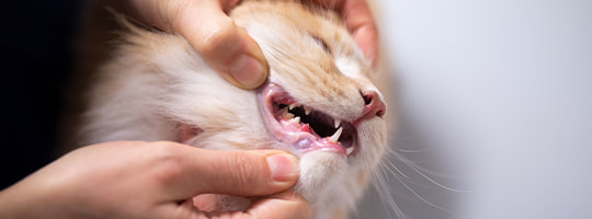 Katze mit rotem Zahnfleisch