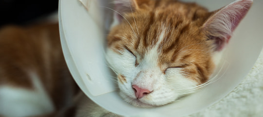 Katze mit Halskragen schläft