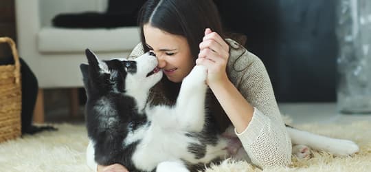 Kleiner Husky spielt mit seinem Frauchen