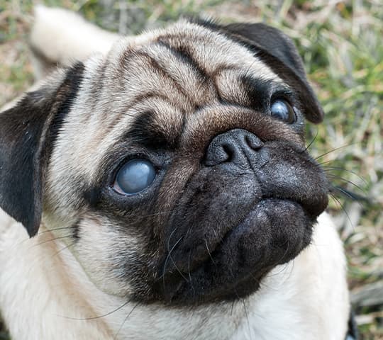 Blinder Mops sitzt auf einer Wiese