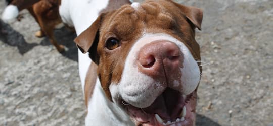 Hund mit einem Auge steht im Wasser und guckt fröhlich