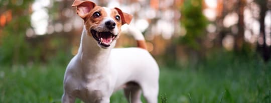 Jack-Russel-Terrier steht glücklich auf einer grünen Wiese