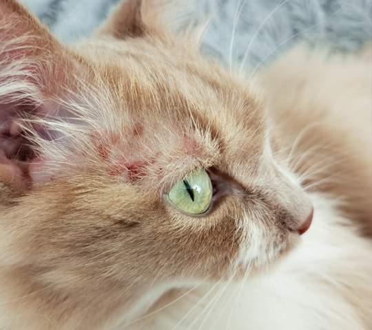 Hautpilz (Dermatophytose) bei Katzen Hautpilz (Dermatophytose) bei Katzen