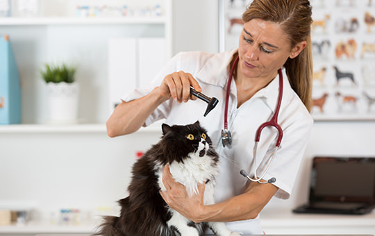 Einer Katze wird von einer Tierärztin das Auge untersucht
