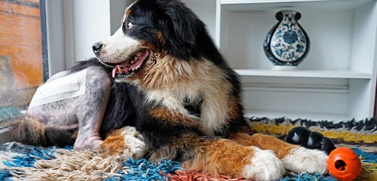 Berner Sennenhund liegt drinnen auf einem Teppich und hat den Hinterlauf geschoren