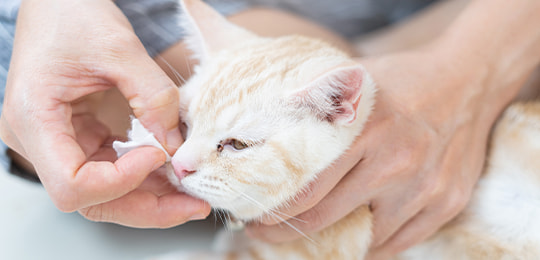 Katze bekommt mit einem Tuch vorsichtig die Nase gesäubert