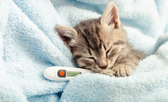 Kitten liegt mit einem Fieberthermometer in einer blauen Decke