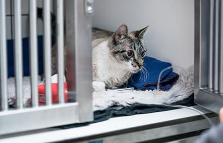 Katze in einer Stationsbox einer Tierarztpraxis