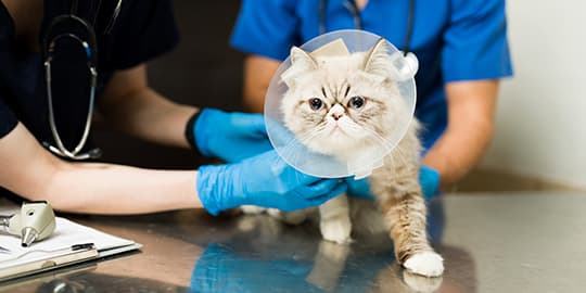 Katze mit Halskragen beim Tierarzt