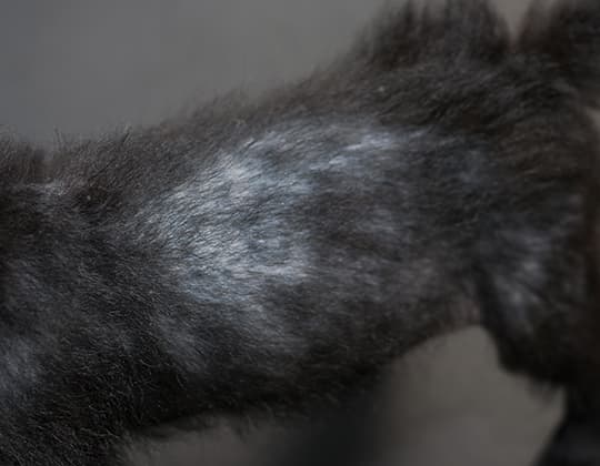Schwarzer Hund mit Haarausfall