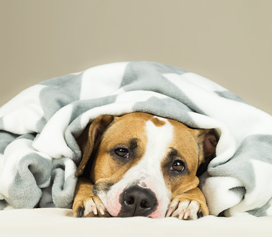 Hund liegt unter der Decke und guckt traurig