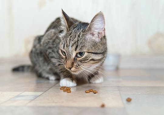 Kranke Katze sitzt vor Leckerchen und guckt traurig