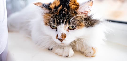 Kranke tricolor Katze liegt und guckt traurig