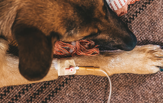 Schäferhund hat einen Venenkatheter an seinem Bein