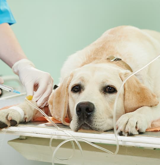 Labrador-Retriever bekommt beim Tierarzt eine Infusion gelegt