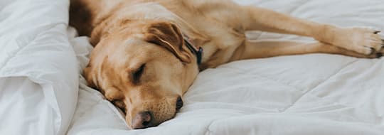 Labrador-Retriever schläft im Bett