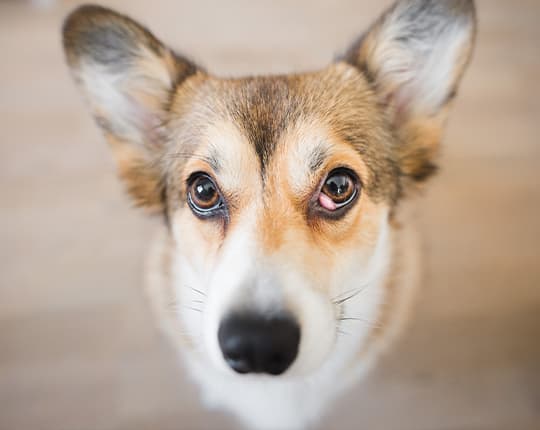 Corgi mit einseitigem Nickhautdrüsenvorfall