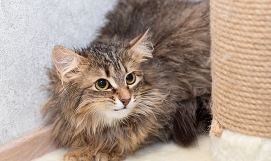 Maine Coon Katze mit struppeligem Fell