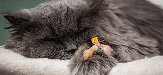 Graue Katze schläft mit Infusion am Bein