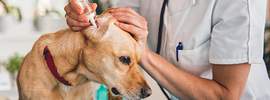 Hund bekommt vom Tierarzt Tropfen ins Ohr
