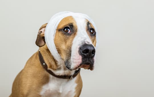 Hund mit Verband um dem Kopf guckt traurig in die Kamera