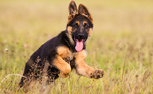 Schäferhund Welpe springt glücklich auf einer Wiese und guckt in die Kamera