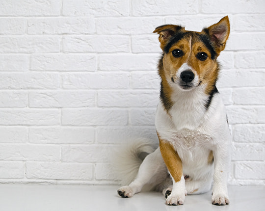 Hund sitzt vor einer weißen Wand und guckt in die Kamera