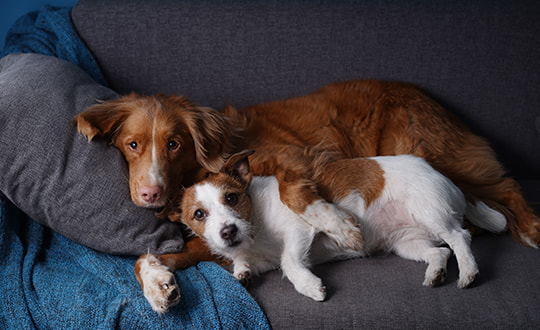 Nova Scotia Duck Tolling Retriever und Jack Russel Terrier kuscheln zusammen auf dem Sofa
