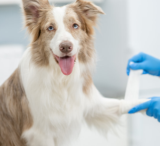 Australian Shepherd sitzt beim Tierarzt auf dem Behandlungstisch und bekommt einen Verband angelegt