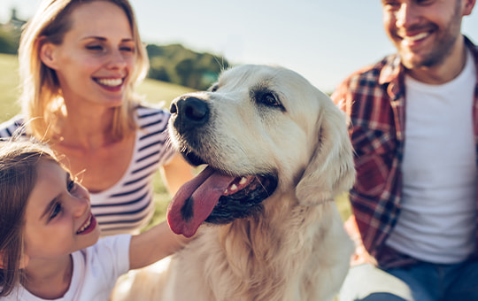 Golden-Retriever sitzt glücklich mit seiner Familie auf einer Wiese 