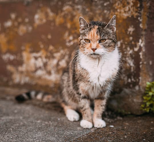 Dünne bunte Katze sitzt vor einer Mauer