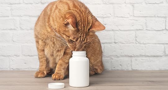 Rote Katze guckt in eine Tablettenverpackung