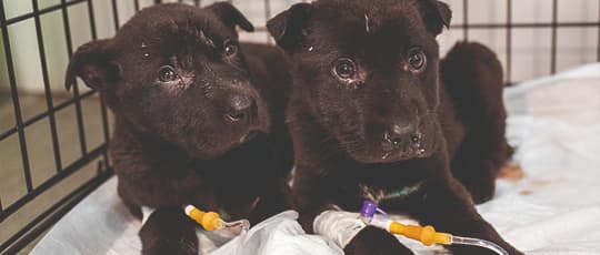 Zwei schwarze Welpen in liegen Krank in einer Box mit Infusion am Bein