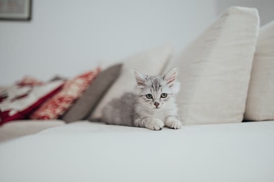 Kleine Hellgraue Katze liegt auf der Couch