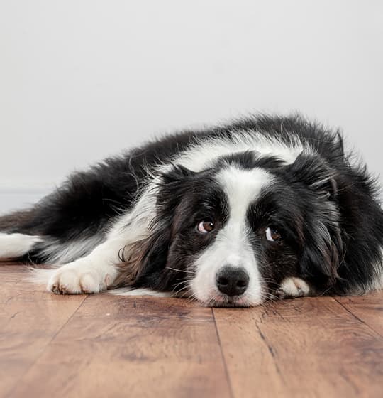 Border Collie liegt auf dem Boden und guckt traurig