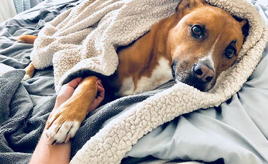 Hund liegt eingekuschelt in Decken im Bett