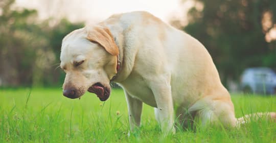 Golden Retriever sitzt auf einer Wiese und würgt