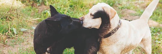 Zwei Hunde beschnuppern sich auf einer Wiese