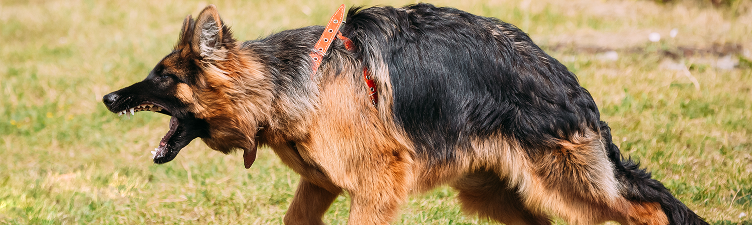 Schäferhund an der Leine ist aggressiv.