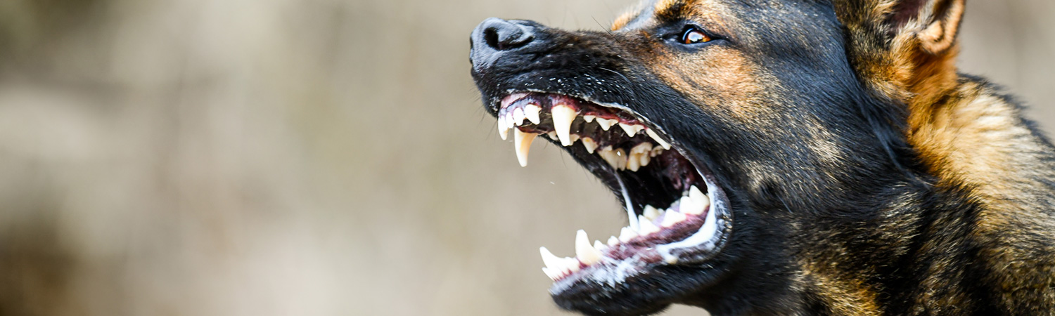 Aggressiver Hund fletscht die Zähne