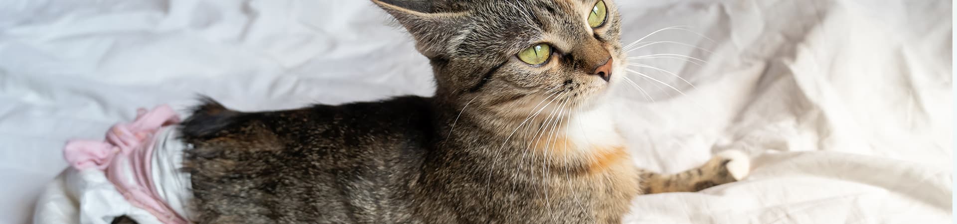 Getigerte Katze mit Windel liegt auf dem Bett