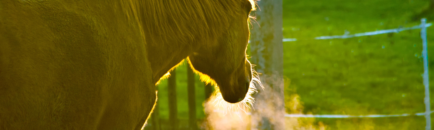 Was tun bei Atemproblemen beim Pferd? Pferd auf einer grünen Weide atmet aus