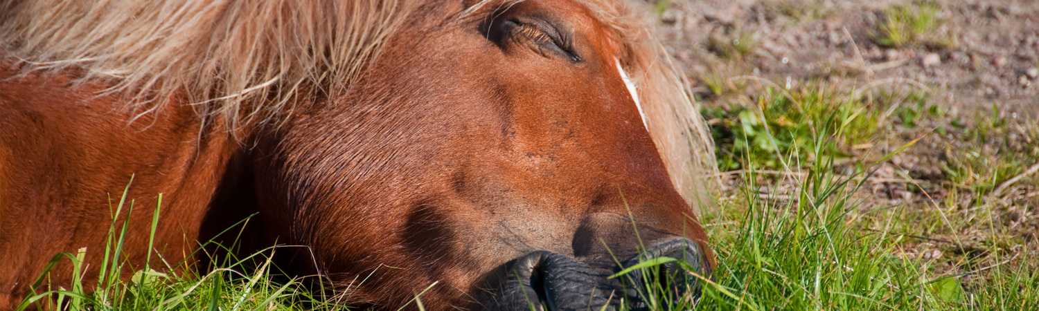 Behandlung von Atemwegserkrankungen bei Pferden Pferd liegt mit geschlossenen Augen auf einer Wiese