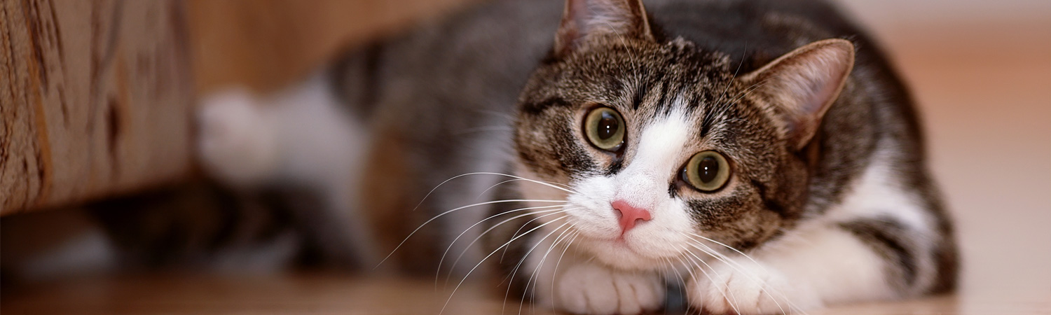 Wie sich Augenprobleme bei Katzen zeigen Schwarz weiße Katze liegt mit dem Kopf auf ihren Pfoten