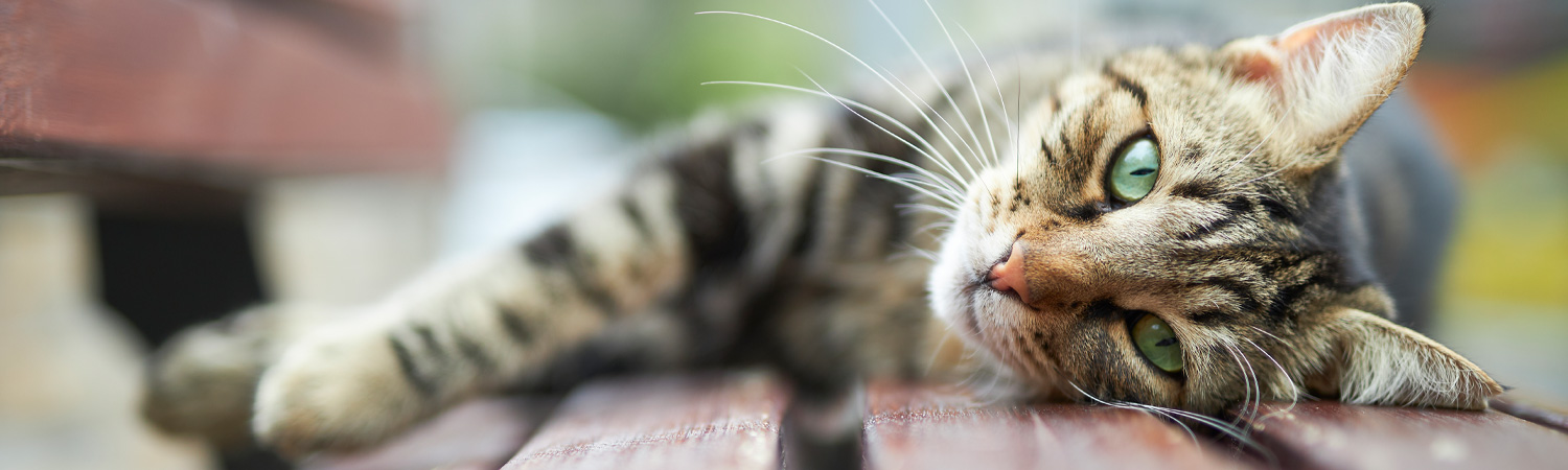 Katzenkrankheiten am Auge richtig behandeln Katze liegt seitlich auf einem Stuhl