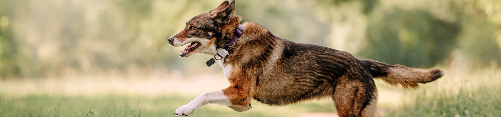 Hund rennt glücklich über eine grüne Wiese