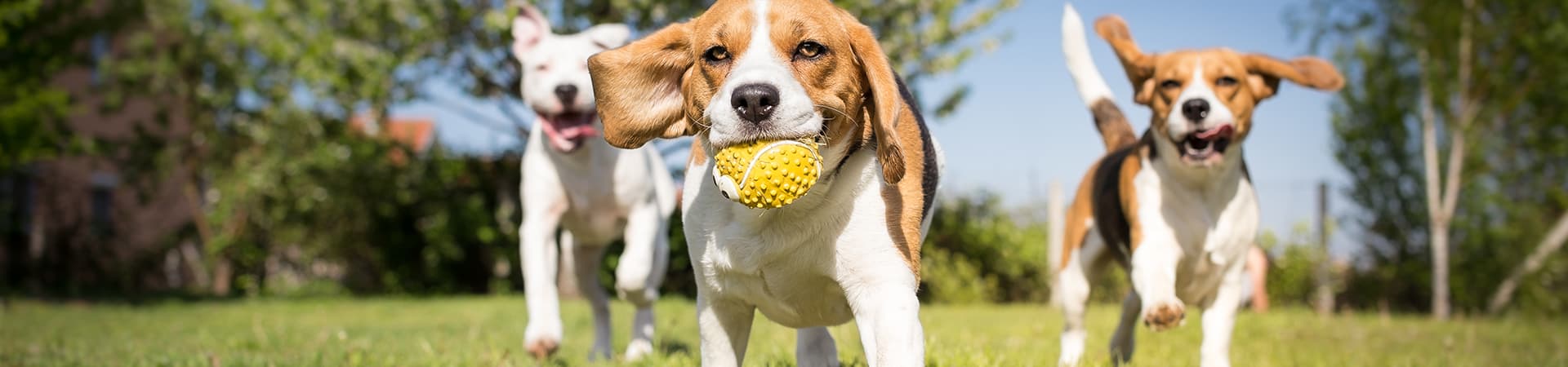 Drei Hunde rennen über die Wiese und spielen mit einem Ball